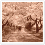 花は桜木、男は・・・